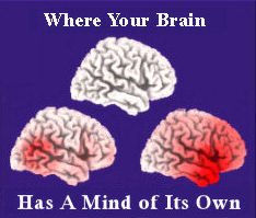 brain